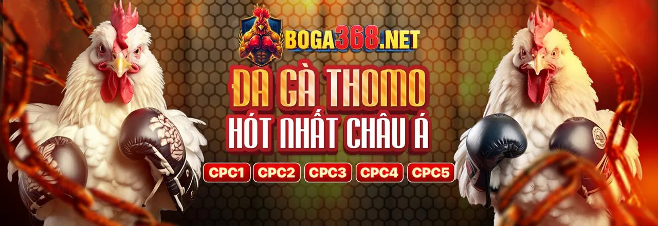 Trực tiếp đá gà Thomo kịch tính và hấp dẫn